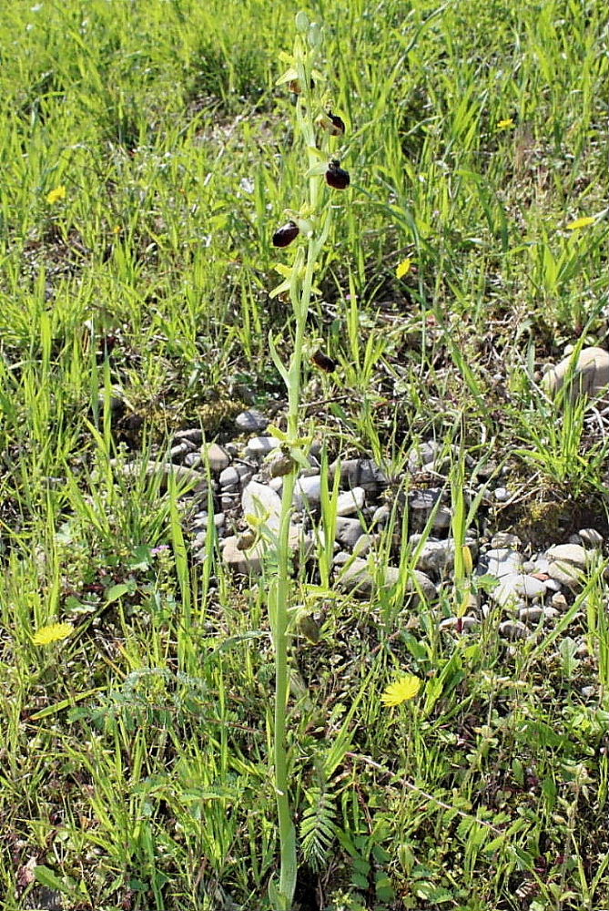 Per Orchidee lungo la piana del fiume Magra (SP)